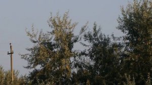 Ласточка.деревенская. Ласточки собираются в августе в теплые края и обсуждают маршрут.