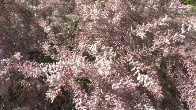 Tamarix Parviflora - Grow And Care (Tamarisk)