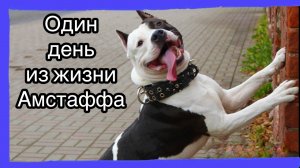 Один день - из жизни умного амстаффа.