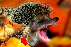 10 фактов о ёжиках, которых вы не знали.