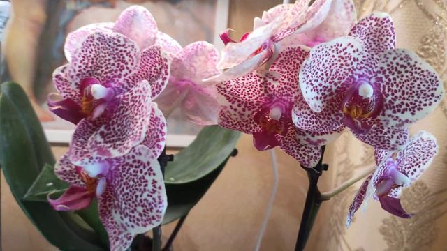 Орхидея фаленопсис OX Red Sesame. смотреть онлайн