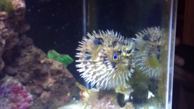Pufferfish Puffs Up!! смотреть онлайн