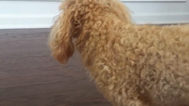 обратный чих