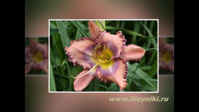 Лилейник ГОЛУБАЯ ЛУНА смотреть онлайн