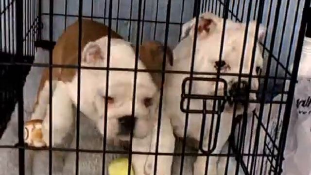 Buckeye Puppy Match смотреть онлайн