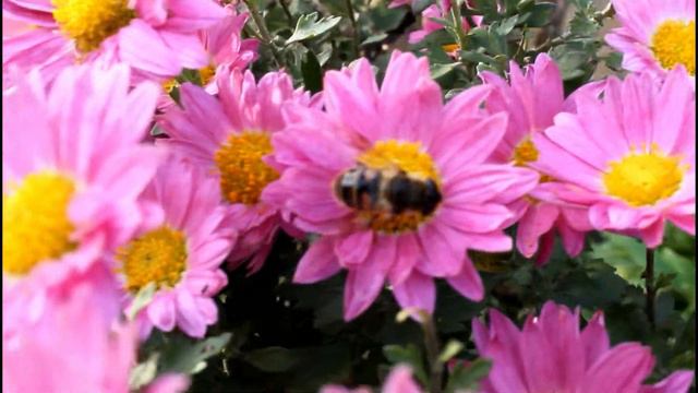 Chrysanthemum flowers смотреть онлайн