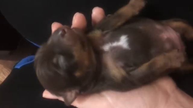 щенок той терьера спит смотреть онлайн