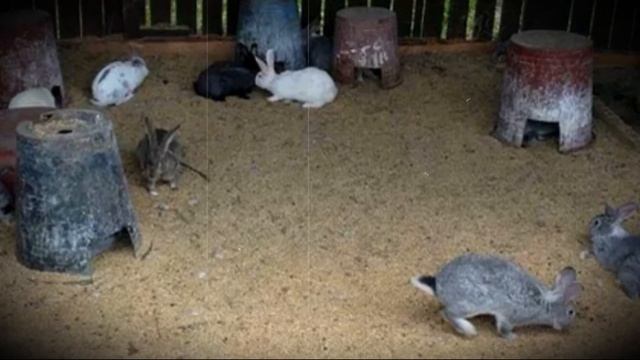 Разведение и содержание кроликов в вольерах особенности конструкции и её преимущества смотреть онлайн