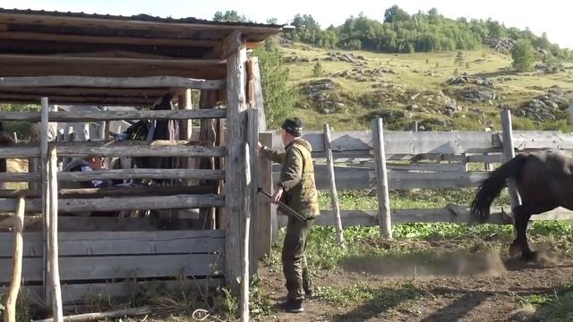 Резвый табун лошадей смотреть онлайн