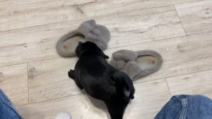 ВЛОГ Настоящий кошмар / Собака шкода / Кира испортила стену мама плачет