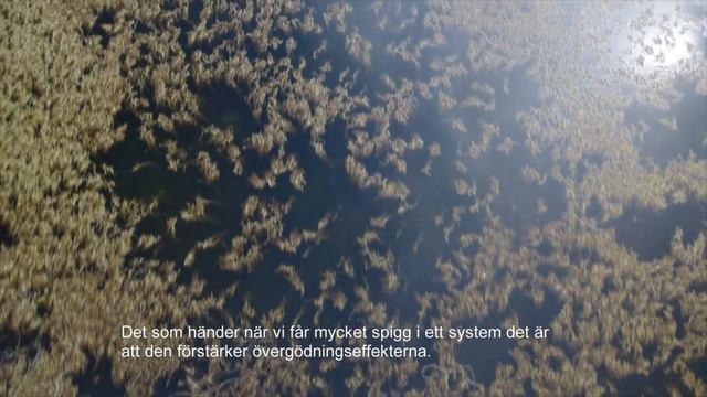 Kampen om Östersjön - spigg vs. gädda смотреть онлайн