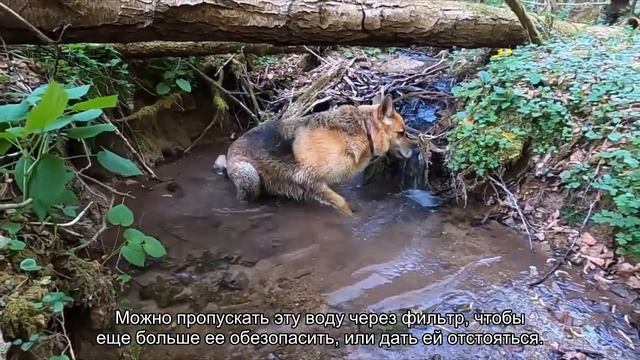 Сколько должна пить собака? смотреть онлайн