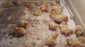 17 день инкубации перепелов# 3/ Вылупление перепелят / Первый опыт