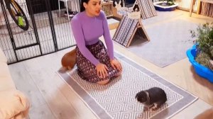 Как брать на руки пугливого декоративного кролика?