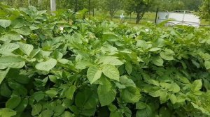 Картофель ранний от А до Я