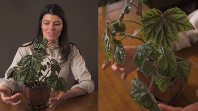 Begonia Incarnata (B. Metallica) Houseplant Care — 136 Of 365