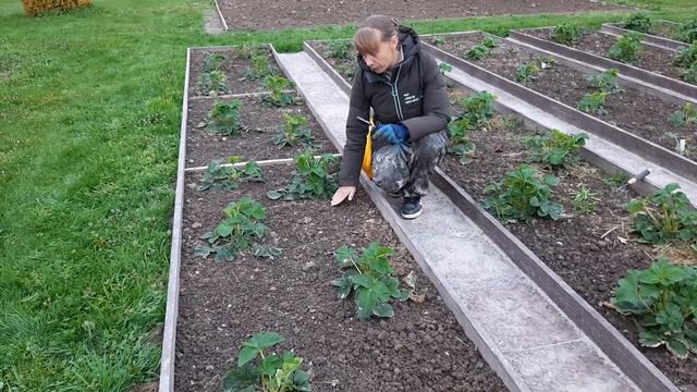 Первая подкормка клубники. Холодная весна и почему так поздно. смотреть онлайн