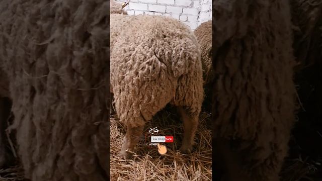 Шароле овцы из Европы!