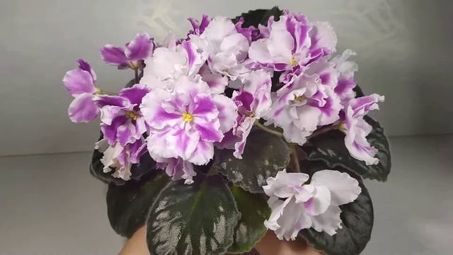 АВ-Фурор (стандарт). смотреть онлайн