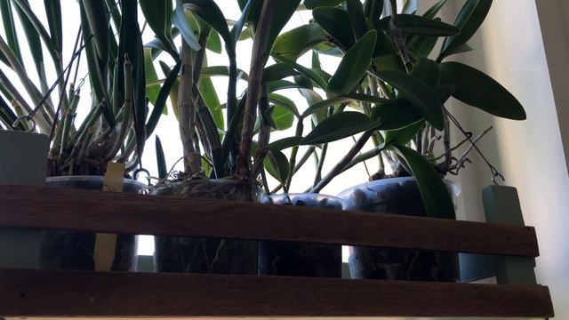 Orchids I Want But Can't Have - Archie's Challange - Windowsill Impressions - 5000 Subs Giveaway смотреть онлайн