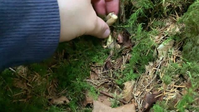 Unser Pilzjahr 2020 - Violettschuppiger Pfifferling, Amethyst-Pfifferling, Cantharellus amethysteus смотреть онлайн