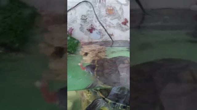 Кормление красноухой черепахи смотреть онлайн