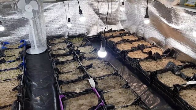 Выгонка тюльпанов. Состояние сортов на 12.01.21. Создание группы в фейсбук для обмена опыта. смотреть онлайн