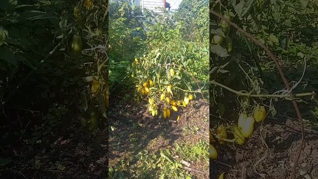 Банановые ноги .Неприхотливый сорт томатов. смотреть онлайн