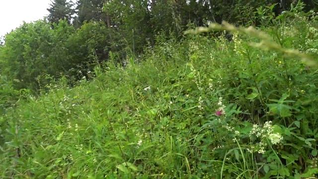 Первая земляника этого сезона 29 июня 2019 смотреть онлайн