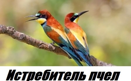 _Мёртвая_пасека. Щурка золотистая лютует.Пчела сидит.Взятка нет.Перспективы развития пчеловодства. смотреть онлайн