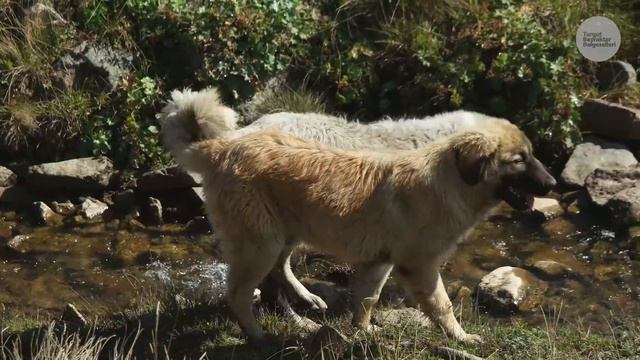 Yaylaların Aslanları: Karadeniz Çoban Köpekleri | Belgesel ▫️4K▫️