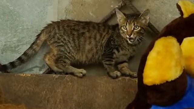 Питомник бордоских догов «Perle de France» http://perl.petsinform.com/ смотреть онлайн