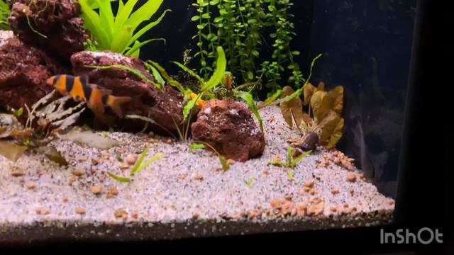 Короли аквариума! смотреть онлайн