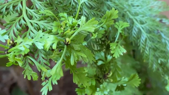 Asplenium Bulbiferum - The Hen and chicken FERN Grows Small Bulbils on Top of Their Fronds смотреть онлайн