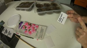 Посев Платикодона,Карпатского колокольчика,Вероники 30.01.23//ОТКРЫЛА ПОСЕВНУЮ