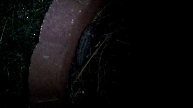 Ночные,,ПРИШЕЛЬЦЫ,, в Спокене :)) смотреть онлайн