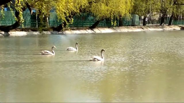 Феликс Алборов Экспромт смотреть онлайн