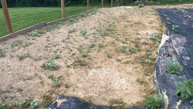 Water your Giant Pumpkins better for optimal growth!! || Sunflower patch tilled смотреть онлайн