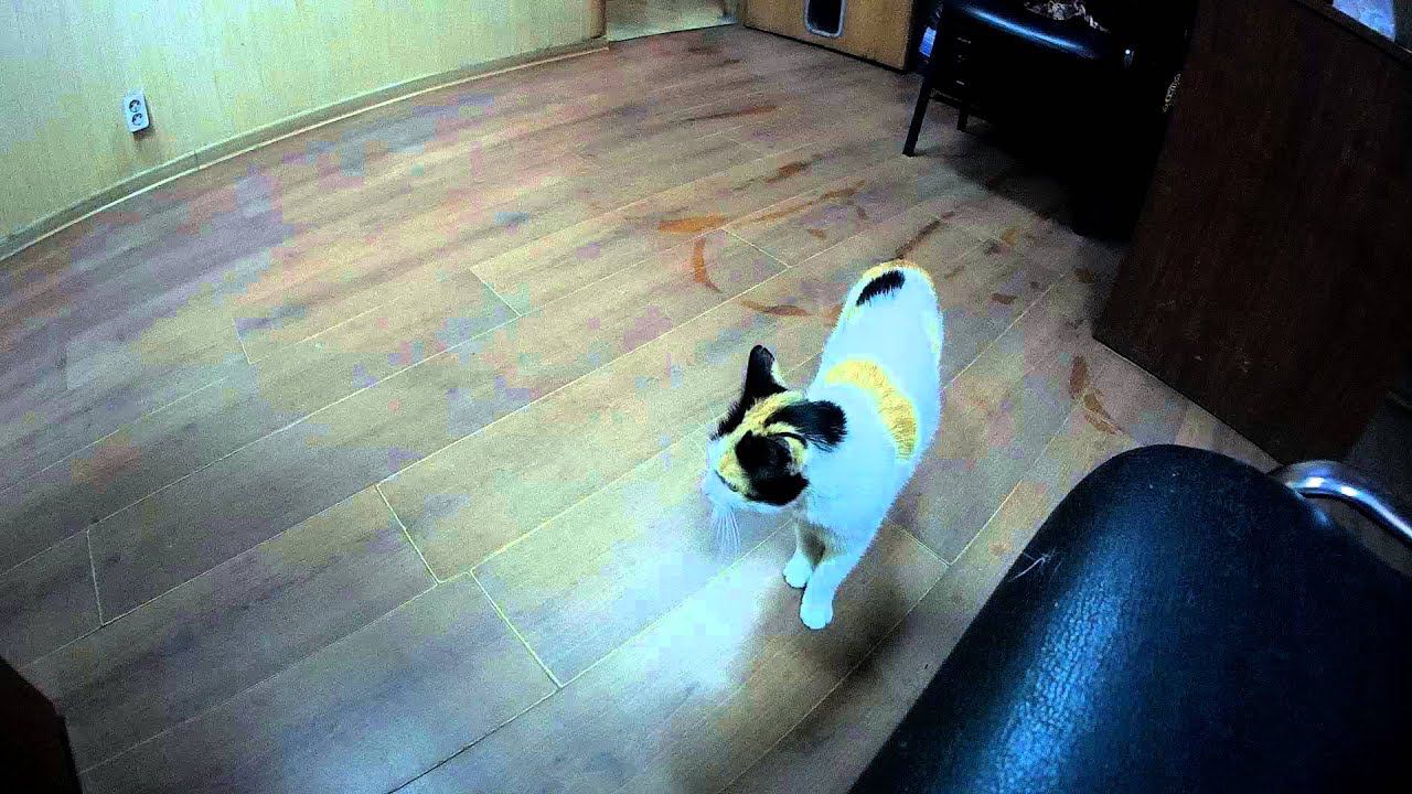 моя кошка смотреть онлайн