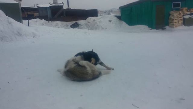 Лайка 5 месяцев