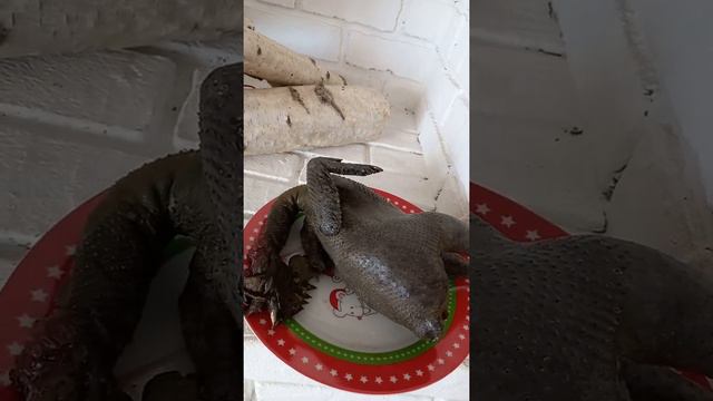 Лакендази- черное, деликотесное и очень вкусное  мясо🤗.Изюминка на вашем столе👍