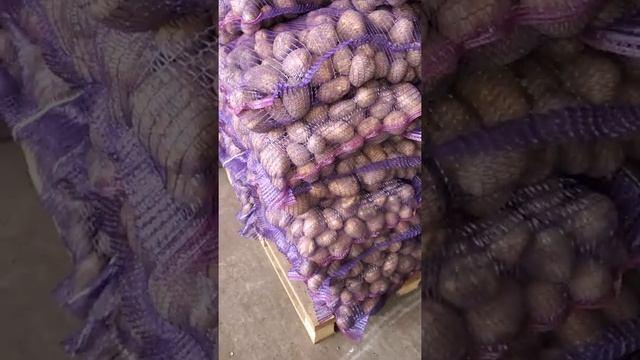 Картофель Крона Брянск