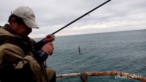 ПИЦУНДА! Рыбалка в декабре на чёрном море, ставрида!!!