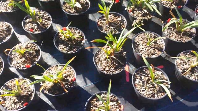 Planters Choice Perennial Production Tour смотреть онлайн