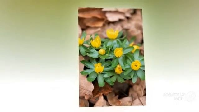 Eranthis - garden plants смотреть онлайн