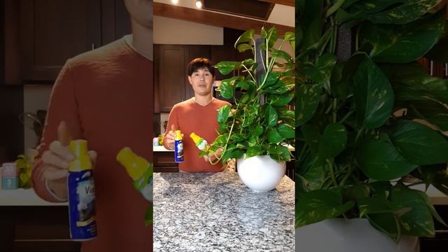 Epipremnum aureum - Golden Pothos care смотреть онлайн