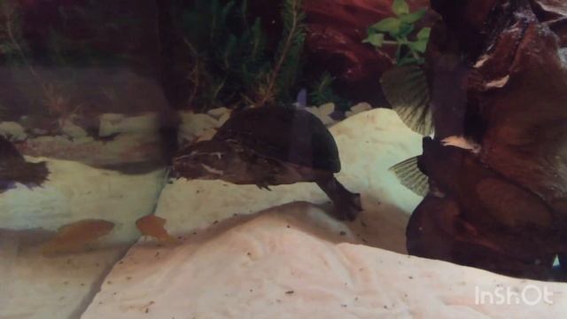 Мускусные черепахи коротко о содержании! смотреть онлайн