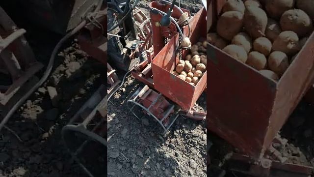 посадка картофеля мотоблоком 2019 смотреть онлайн