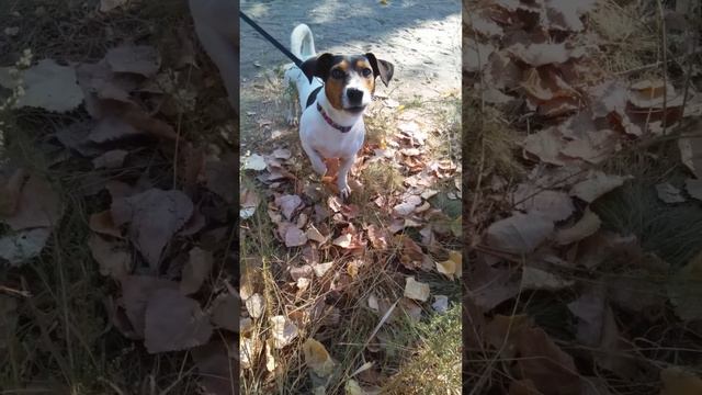 Briar смотреть онлайн