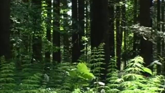 лес/ www.krasnoturinsk.info смотреть онлайн